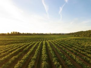 Seasonal Agricultural Worker Program