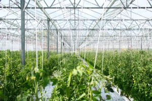 Seasonal Agricultural Worker Program